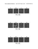 MODIFICATION OF CUPREDOXIN DERIVED PEPTIDES AND METHODS OF USE THEREOF diagram and image