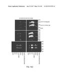 MODIFICATION OF CUPREDOXIN DERIVED PEPTIDES AND METHODS OF USE THEREOF diagram and image