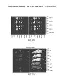 MODIFICATION OF CUPREDOXIN DERIVED PEPTIDES AND METHODS OF USE THEREOF diagram and image