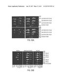 MODIFICATION OF CUPREDOXIN DERIVED PEPTIDES AND METHODS OF USE THEREOF diagram and image