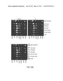 MODIFICATION OF CUPREDOXIN DERIVED PEPTIDES AND METHODS OF USE THEREOF diagram and image