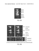 MODIFICATION OF CUPREDOXIN DERIVED PEPTIDES AND METHODS OF USE THEREOF diagram and image