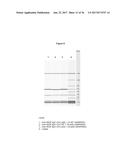 ANTIBODIES WITH MODIFIED ISOELECTRIC POINTS diagram and image