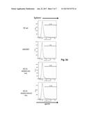 POLYNUCLEOTIDES ENCODING RODENT ANTIBODIES WITH HUMAN IDIOTYPES AND     ANIMALS COMPRISING SAME diagram and image