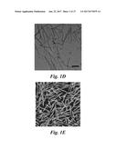 Incorporation of Plant Virus Particles and Polymers as 2D and 3D Scaffolds     to Manipulate Cellular Behaviors diagram and image