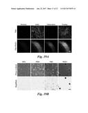 Incorporation of Plant Virus Particles and Polymers as 2D and 3D Scaffolds     to Manipulate Cellular Behaviors diagram and image