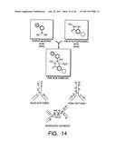 ISOLATION AND USE OF SOLID TUMOR STEM CELLS diagram and image