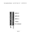 METHOD FOR TREATING FIBROSIS USING SIRNA AND A RETINOID-LIPID DRUG CARRIER diagram and image