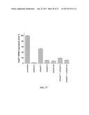 METHOD FOR TREATING FIBROSIS USING SIRNA AND A RETINOID-LIPID DRUG CARRIER diagram and image