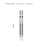 METHODS FOR USING A 5 -EXONUCLEASE TO INCREASE HOMOLOGOUS RECOMBINATION IN     EUKARYOTIC CELLS diagram and image