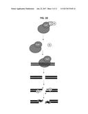 METHODS FOR USING A 5 -EXONUCLEASE TO INCREASE HOMOLOGOUS RECOMBINATION IN     EUKARYOTIC CELLS diagram and image
