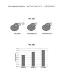 METHODS FOR USING A 5 -EXONUCLEASE TO INCREASE HOMOLOGOUS RECOMBINATION IN     EUKARYOTIC CELLS diagram and image