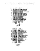 THE TGF(Beta)-MIR200-MIG6 PATHWAY AND ITS USE IN THE TREATMENT OF CANCER     AS AN INDICATOR OF RESISTANCE TO EGFR INHIBITORS diagram and image