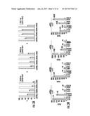 THE TGF(Beta)-MIR200-MIG6 PATHWAY AND ITS USE IN THE TREATMENT OF CANCER     AS AN INDICATOR OF RESISTANCE TO EGFR INHIBITORS diagram and image