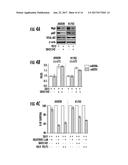 THE TGF(Beta)-MIR200-MIG6 PATHWAY AND ITS USE IN THE TREATMENT OF CANCER     AS AN INDICATOR OF RESISTANCE TO EGFR INHIBITORS diagram and image