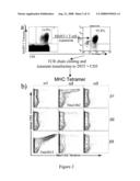 MART-1 T CELL RECEPTORS diagram and image