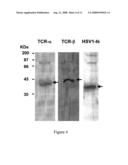 MART-1 T CELL RECEPTORS diagram and image