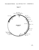 Complementing cell lines diagram and image