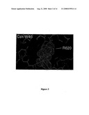 Functional Variant of Lymphoid Tyrosine Phosphatase is Associated with Autoimmune Disorders diagram and image