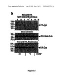 Functional Variant of Lymphoid Tyrosine Phosphatase is Associated with Autoimmune Disorders diagram and image