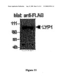 Functional Variant of Lymphoid Tyrosine Phosphatase is Associated with Autoimmune Disorders diagram and image