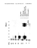 IGF BINDING PROTEINS diagram and image