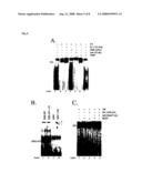 POLYNUCLEOTIDE ENCODING AN INTRACELLULAR ESTRADIOL BINDING PROTEIN diagram and image