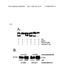 POLYNUCLEOTIDE ENCODING AN INTRACELLULAR ESTRADIOL BINDING PROTEIN diagram and image