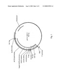 Active surface coupled polymerases diagram and image