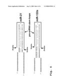 ANTISENSE COMPOSITION AND METHOD FOR INHIBITION OF miRNA BIOGENESIS diagram and image