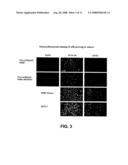 Cspcna Isoform Antibodies and Uses Thereof diagram and image