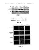 Cspcna Isoform Antibodies and Uses Thereof diagram and image