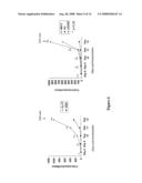 Blockade of Elr+Cxc Chemokines as a Treatment For Inflammatory and Autoimmune Disease diagram and image