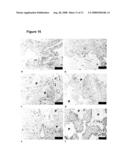 Pro-Angiogenic Polymer Scaffolds diagram and image