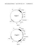 Glycosylated IL-7, Preparation And Uses diagram and image