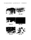 BONE MARROW-DERIVED NEURONAL CELLS diagram and image