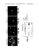 BONE MARROW-DERIVED NEURONAL CELLS diagram and image