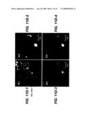 BONE MARROW-DERIVED NEURONAL CELLS diagram and image