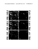 BONE MARROW-DERIVED NEURONAL CELLS diagram and image