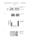 Mutations in ErbB2 associated with cancerous phenotypes diagram and image