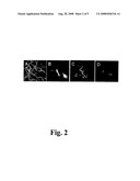 Functional Genomics and Gene Trapping in Haploid or Hypodiploid Cells diagram and image