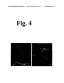 Functional Genomics and Gene Trapping in Haploid or Hypodiploid Cells diagram and image