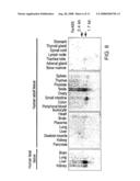 Novel fetal genes diagram and image