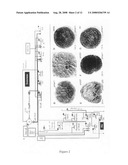 Gene regulatory networks and methods of interdiction for controlling the differentiation state of a cell diagram and image