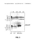 Truncated St6galnaci Polypeptides and Nucleic Acids diagram and image