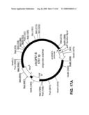 Truncated St6galnaci Polypeptides and Nucleic Acids diagram and image