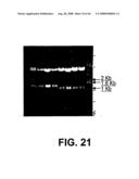 Truncated St6galnaci Polypeptides and Nucleic Acids diagram and image