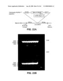 Truncated St6galnaci Polypeptides and Nucleic Acids diagram and image