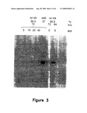 Methods for generating high titer helper-free preparations of released recombinant AAV vectors diagram and image