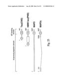 Materials and methods relating to protein aggregation in neurodegenerative disease diagram and image